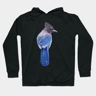 Steller's Jay bird painting (no background) Hoodie